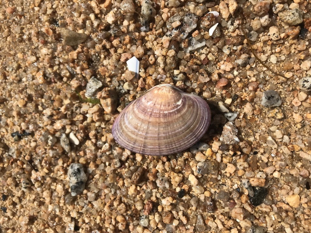 瀬戸内海の砂浜で二枚貝を見つけました いつかどこかで